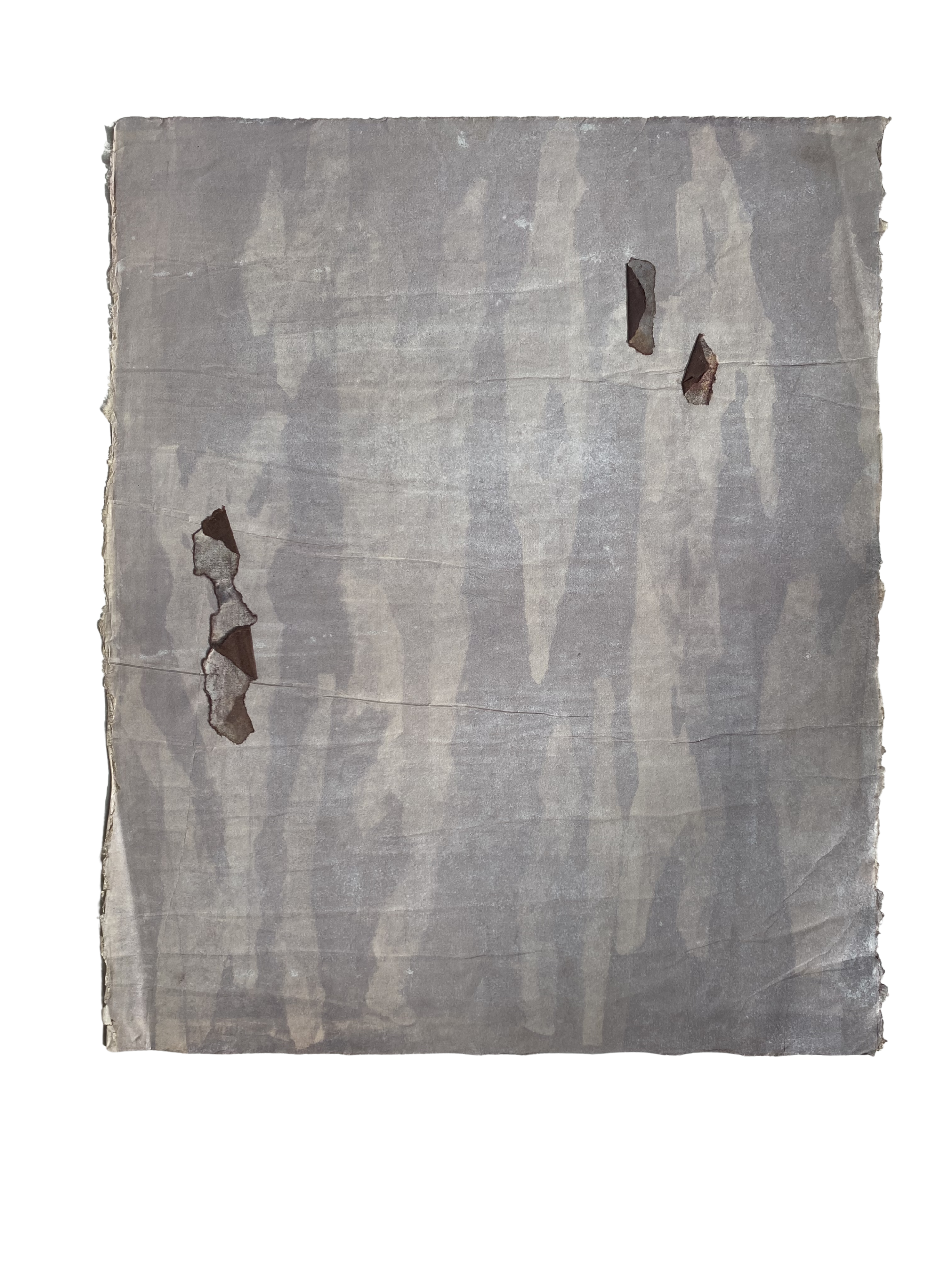 Eucalypt 3